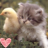 Cats icon graphics