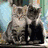 Cats icon graphics