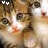 Cats icon graphics