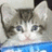 Cats icon graphics