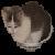 Cats icon graphics