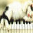 Cats icon graphics