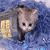 Cats icon graphics