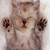 Cats icon graphics