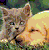 Cats icon graphics
