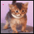 Cats icon graphics