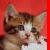 Cats icon graphics