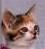 Cats icon graphics