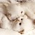 Cats icon graphics
