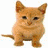 Cats icon graphics