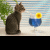 Cats icon graphics