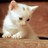 Cats icon graphics