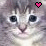 Cats icon graphics