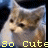 Cats icon graphics