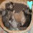 Cats icon graphics