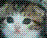 Cats icon graphics