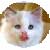 Cats icon graphics