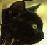 Cats icon graphics
