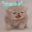 Cats icon graphics