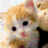 Cats icon graphics