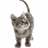 Cats icon graphics