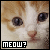 Cats icon graphics