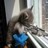 Cats icon graphics