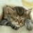 Cats icon graphics