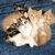 Cats icon graphics
