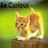 Cats icon graphics