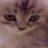Cats icon graphics