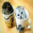 Cats icon graphics