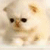 Cats icon graphics