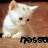 Cats icon graphics