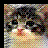 Cats icon graphics