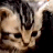 Cats icon graphics