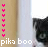 Cats icon graphics