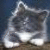 Cats icon graphics