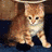 Cats icon graphics