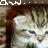 Cats icon graphics