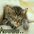 Cats icon graphics