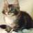 Cats icon graphics
