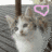 Cats icon graphics