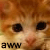 Cats icon graphics