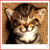 Cats icon graphics