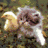 Cats icon graphics