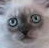 Cats icon graphics