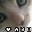 Cats icon graphics