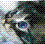 Cats icon graphics