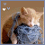 Cats icon graphics